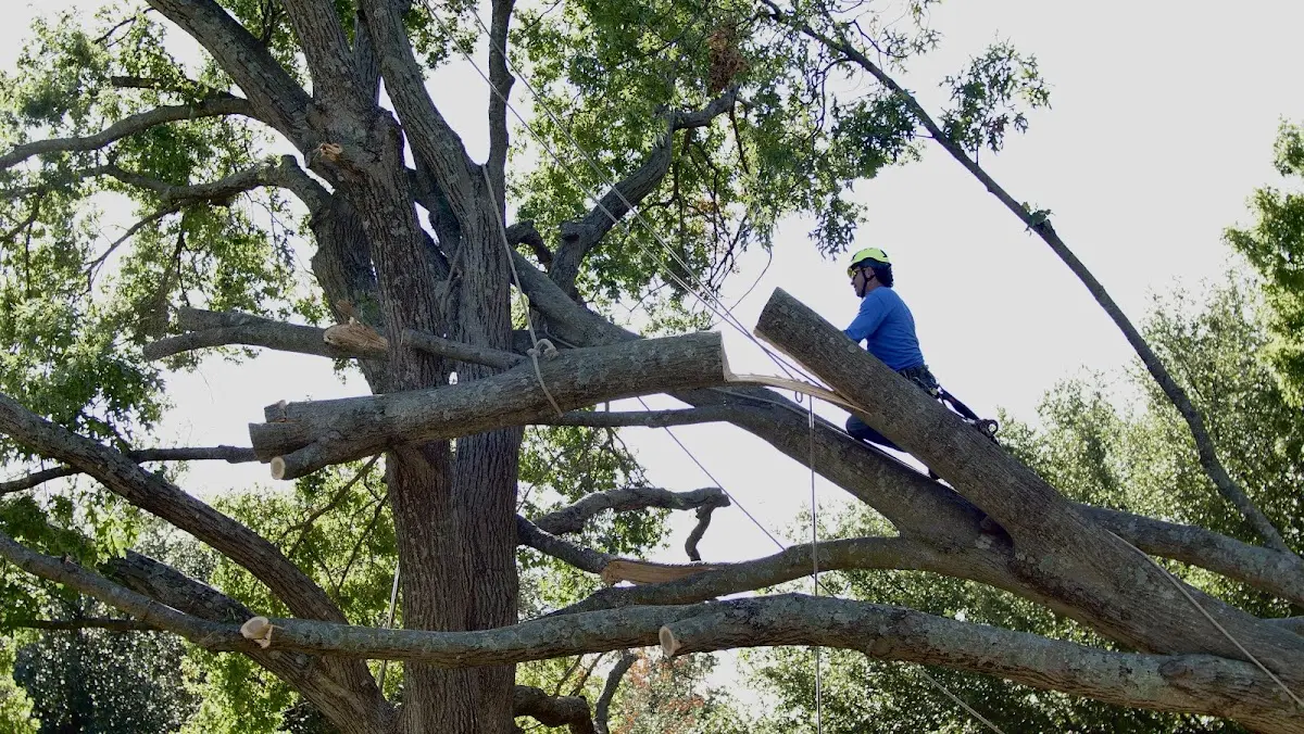 Professional Hazardous Tree Removal performed by certified arborists in Bowden